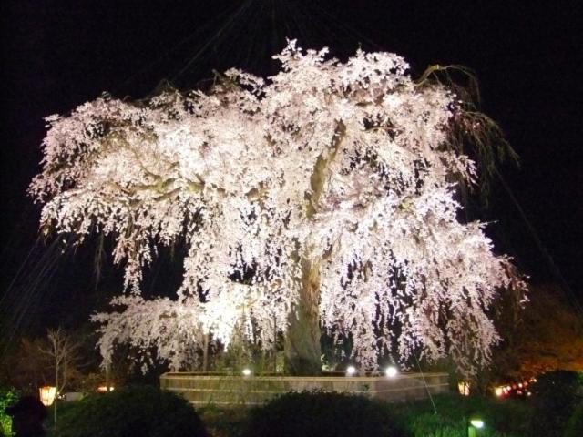 Rejoice Stay Kyoto Nijo Gekko Quioto Exterior foto